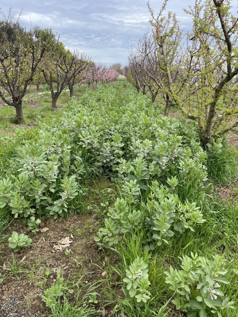 Fruit orchard with blooming trees and a dense fava bean cover crop growing between the rows.
