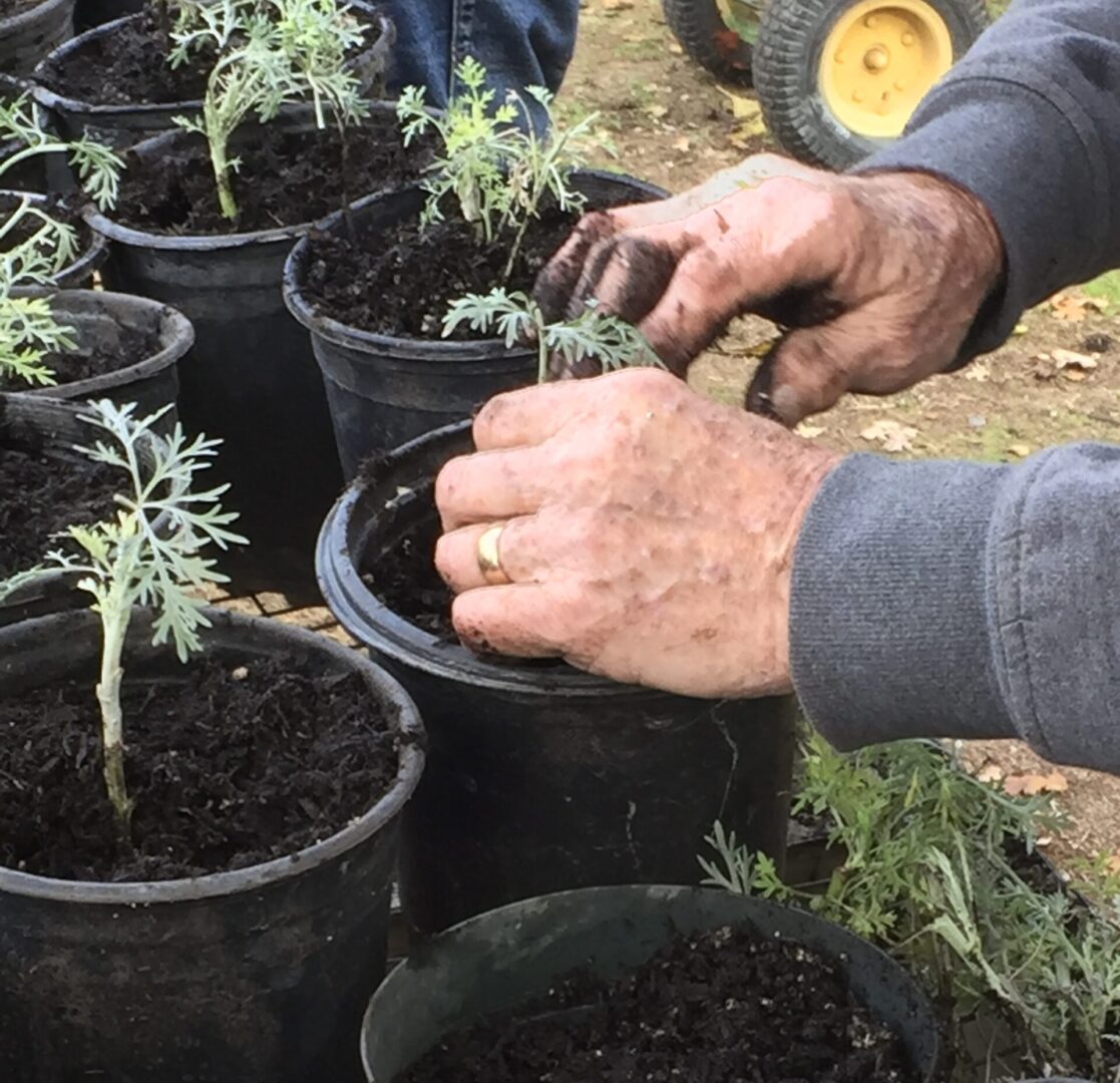 Outdoor gardening activity at DIG’s Garden in Brentwood California