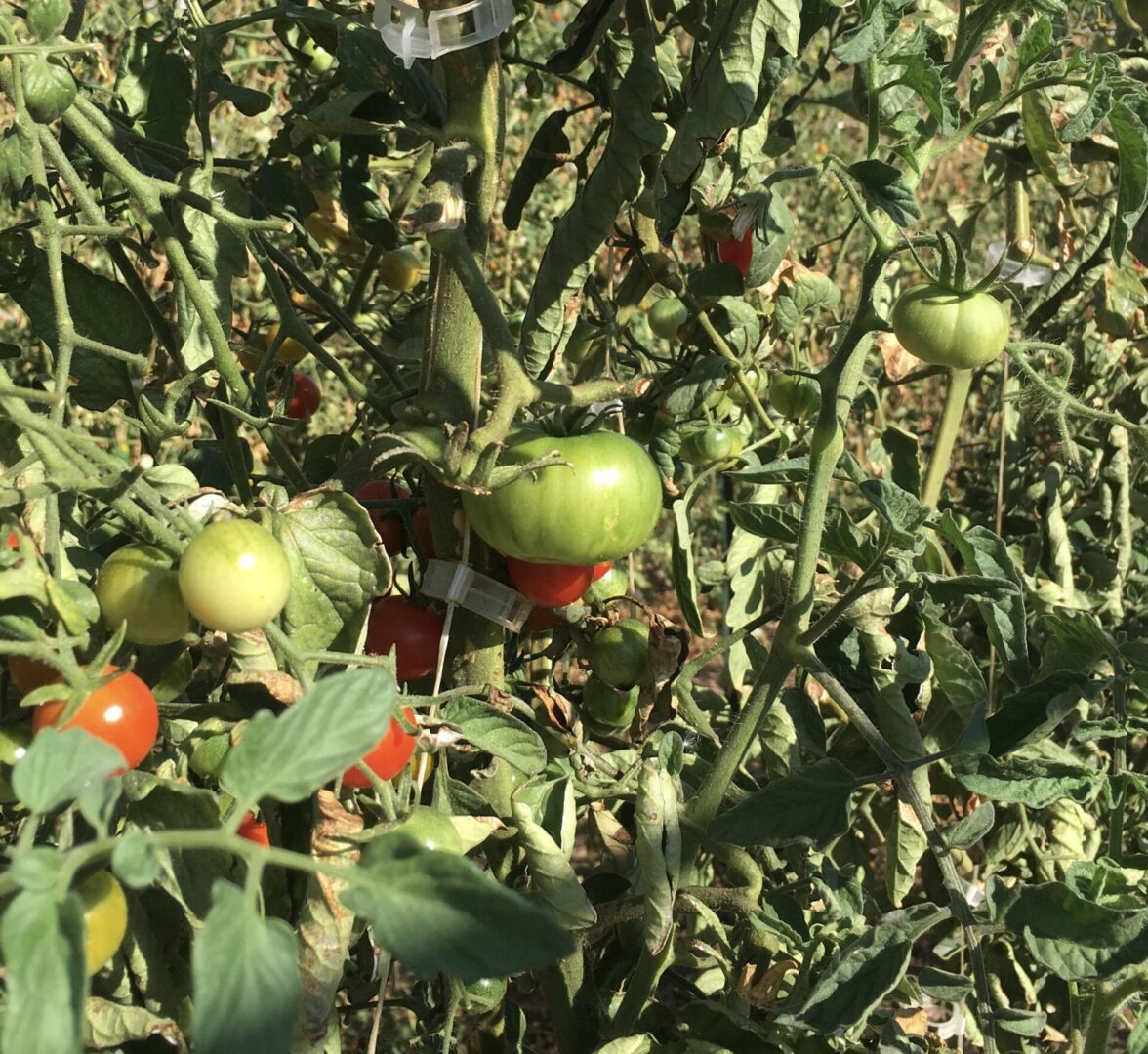 IMG_0655 Tomato plants supported with stakes and twine to keep fruit off the ground