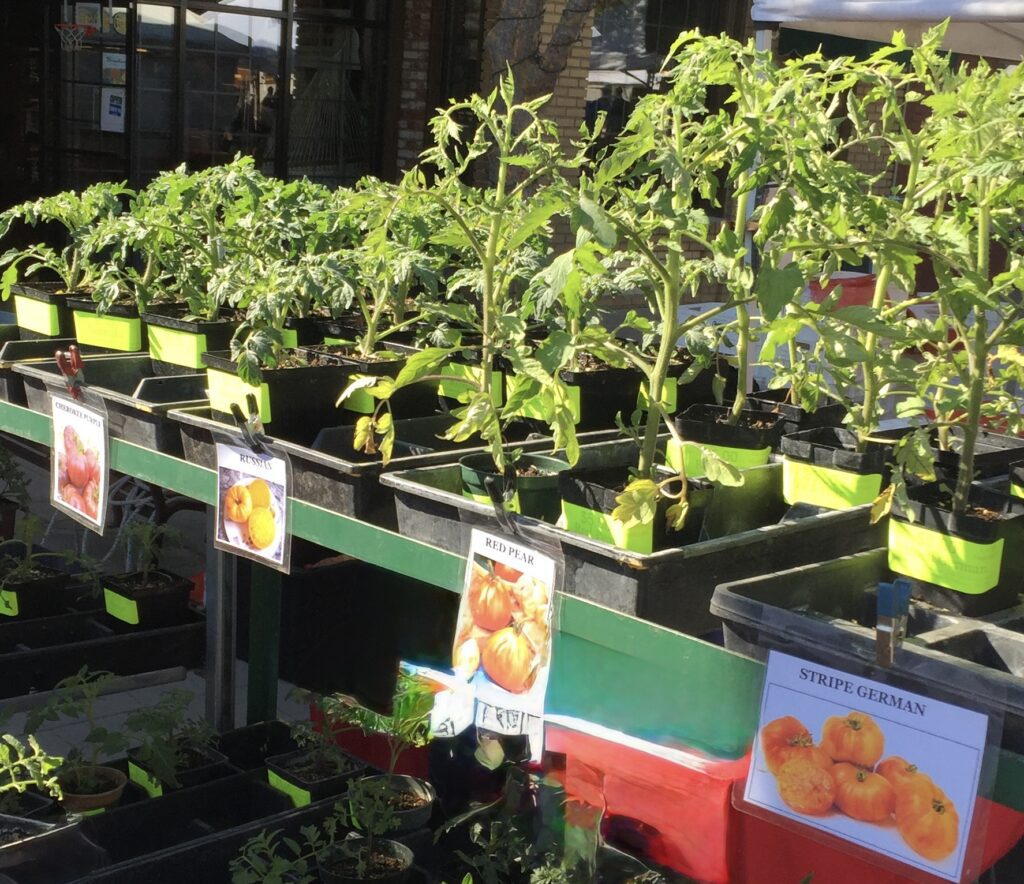 Tomato seedlings for sale in East Contra Costa County, including popular varieties such as Early Girl, Better Boy, Big Beef, Sun Gold, and Celebrity.