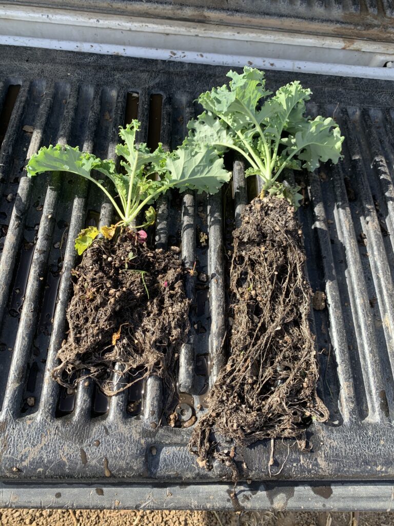 Comparison of plant root growth with and without worm castings in healthy soil