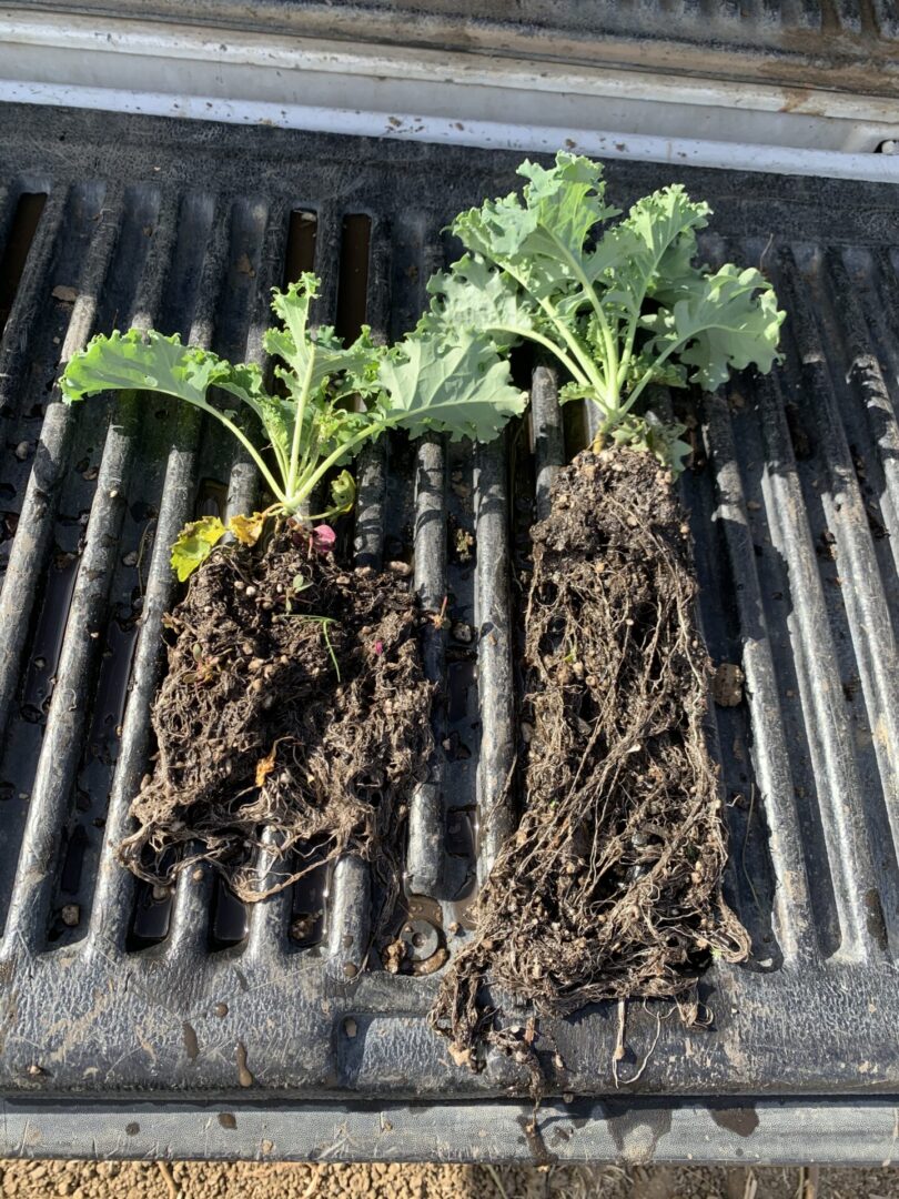Comparison of plant root growth with and without worm castings in healthy soil
