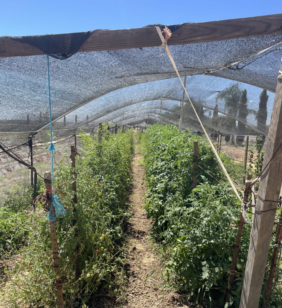 IMG_1823 Tomato plants growing under shade cloth in East Contra Costa County during summer heat