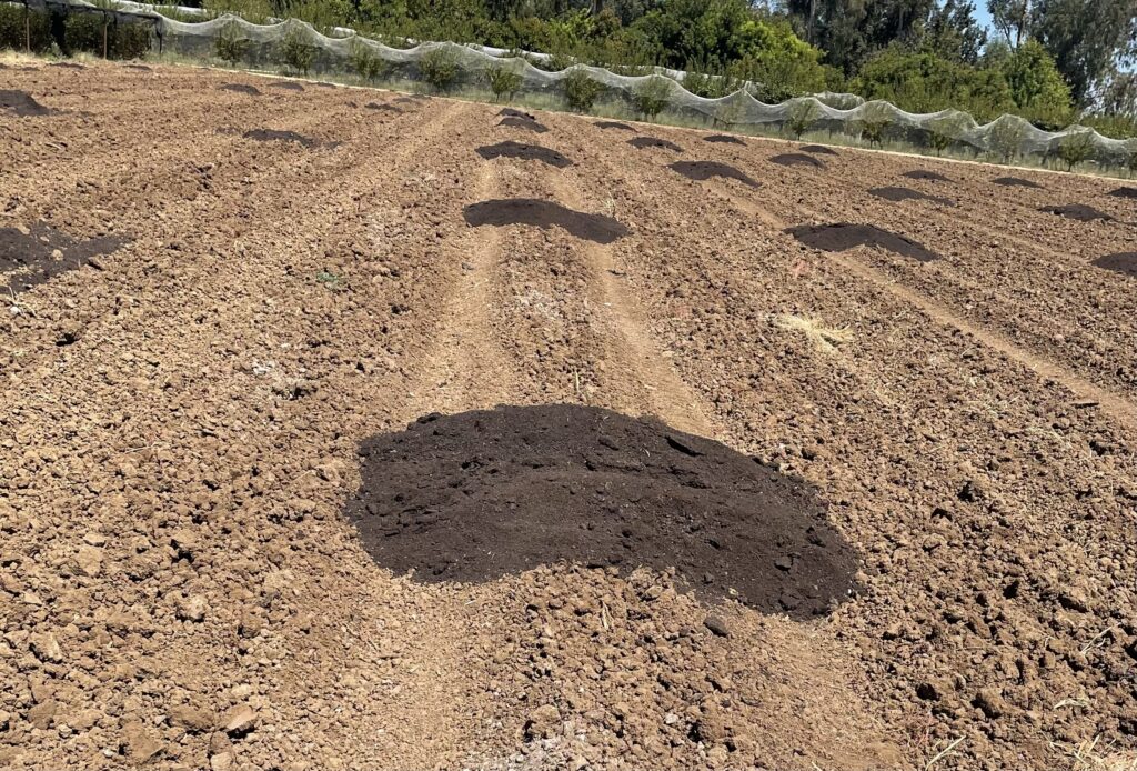 Compost distributed across tomato fields to improve soil health and moisture retention