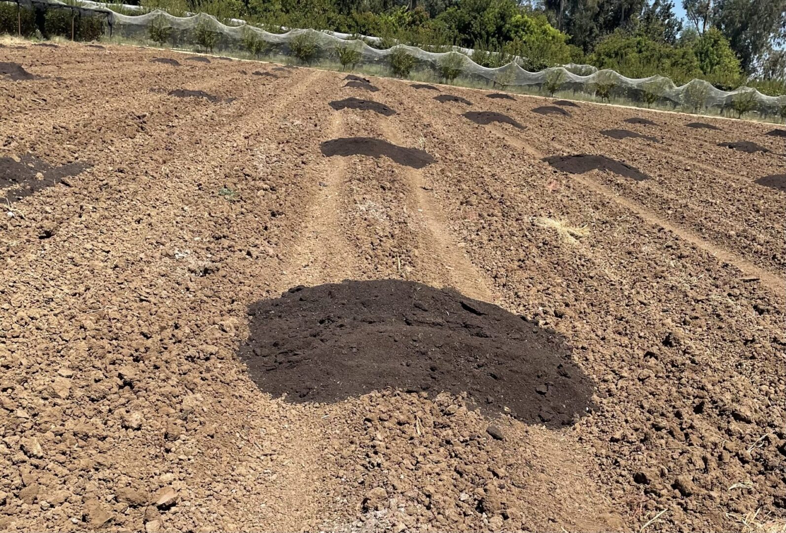 IMG_1826 Compost distributed across tomato fields to improve soil health and moisture retention
