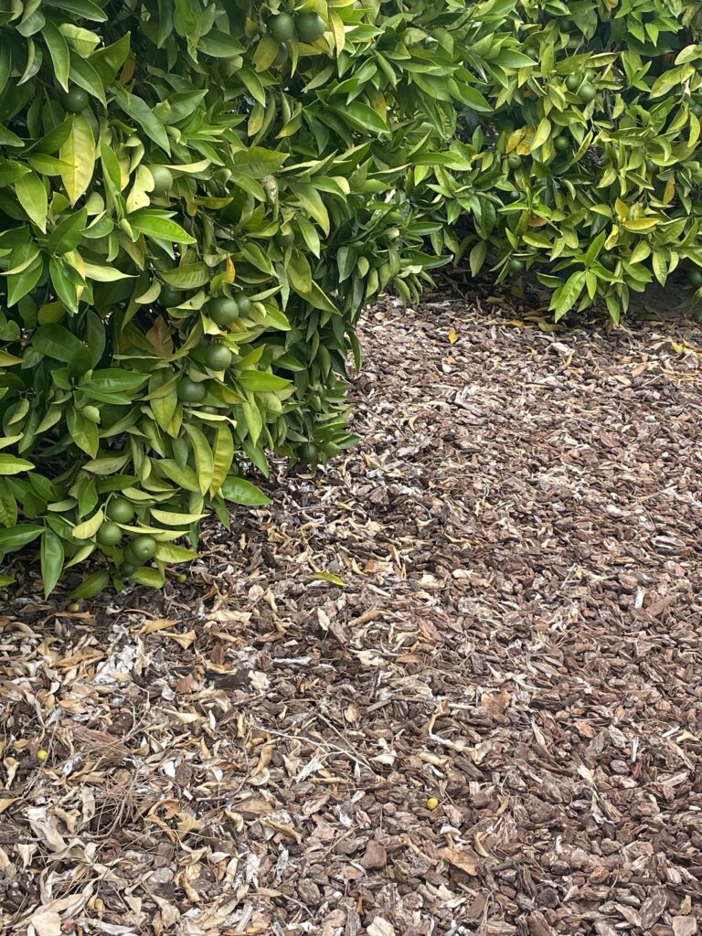 Citrus trees growing in organically mulched soil to improve moisture retention and soil health.