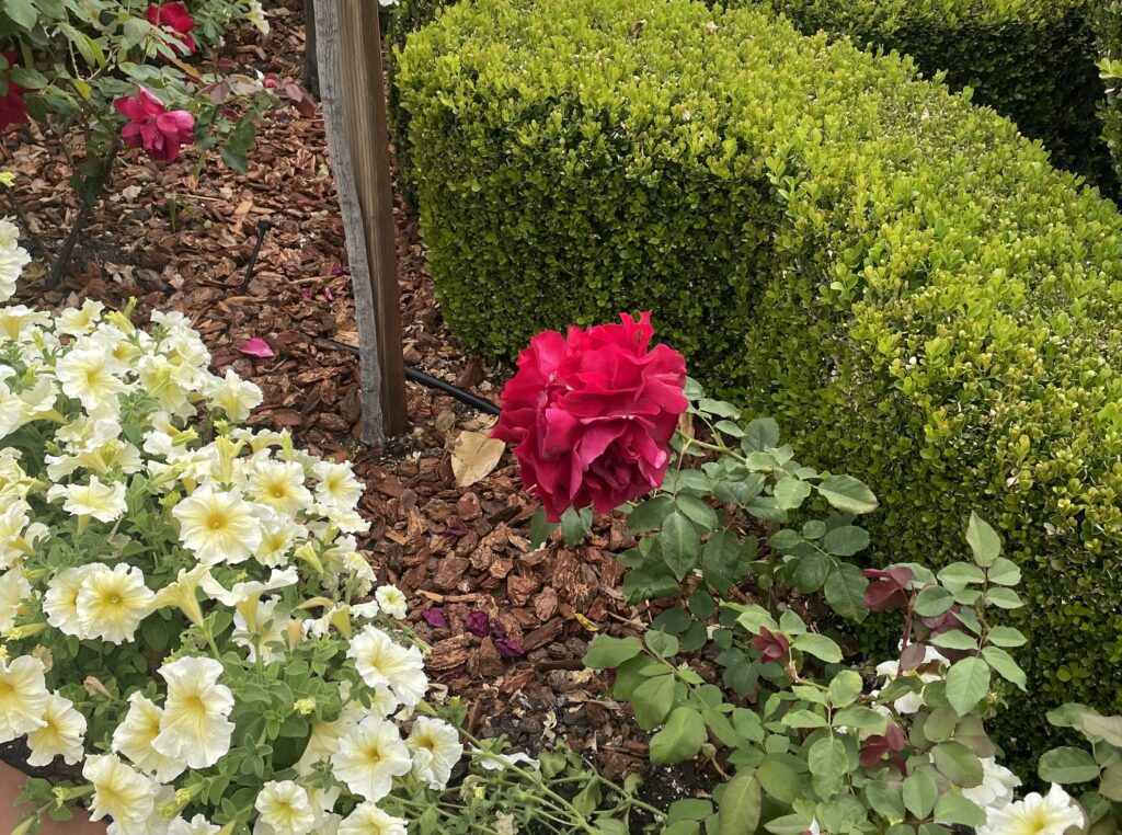 Healthy garden soil improved with organic mulch supporting vibrant roses, flowers, and shrubs.