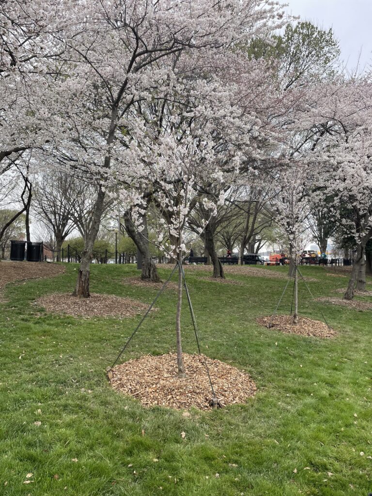 Young cherry trees surrounded by wood chip mulch in a Washington, D.C. park.