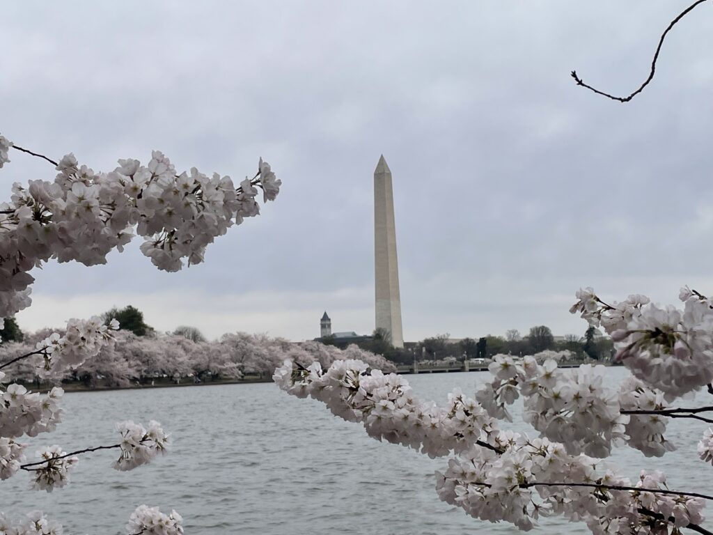 Cherry blossoms framing the Washington Monument during spring bloom in Washington, D.C.