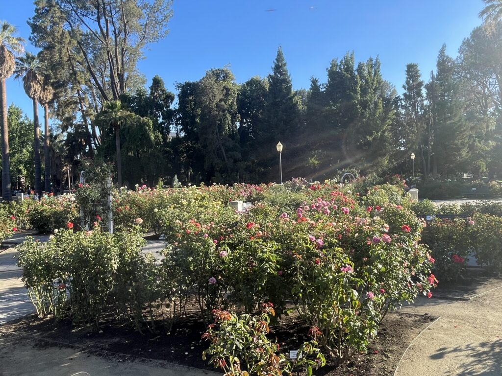 Rose garden at the California State Capitol with mulched planting beds.