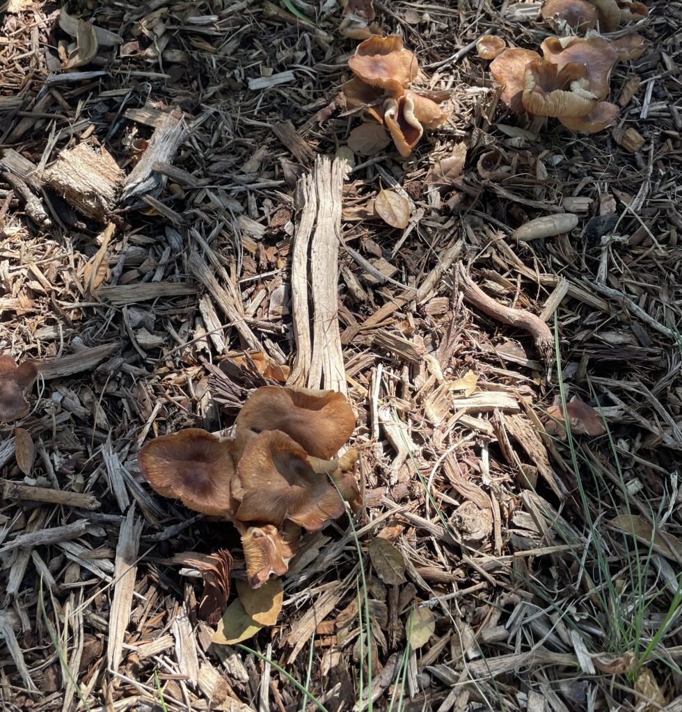 Mushrooms emerging from decomposing wood chip mulch in a landscape bed.