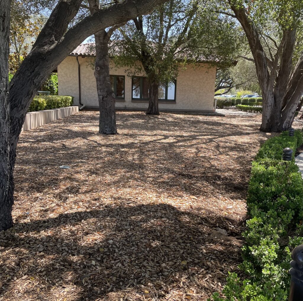 Large shade trees growing in wood chip mulch at the Ronald Reagan Presidential Library.