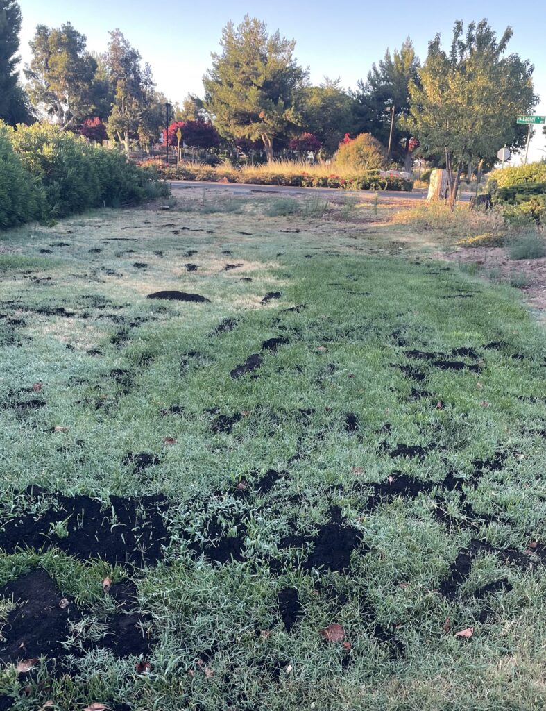 Compost top-dressing spread across a dry lawn in Oakley, California