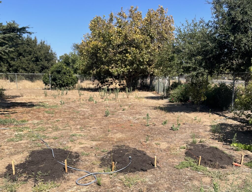 Three staked garden beds with compost and irrigation tubing at the Oakley property
