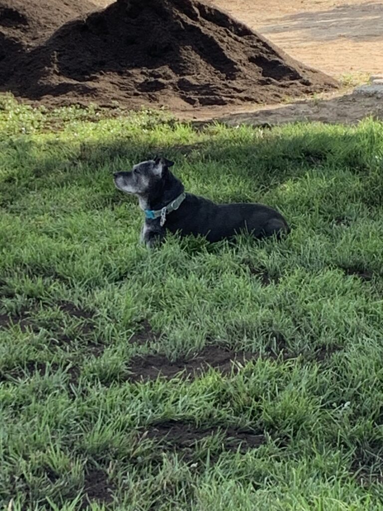 Dog relaxing in green grass after a backyard lawn restoration.