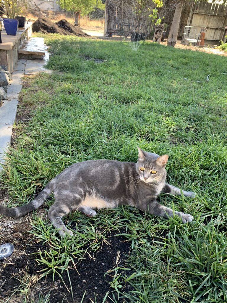 Gray cat relaxing on restored green backyard grass after watering and compost application.