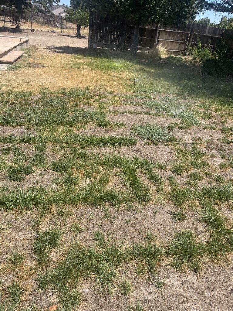 Dry, patchy backyard lawn being watered with sprinklers during the first stage of lawn restoration.