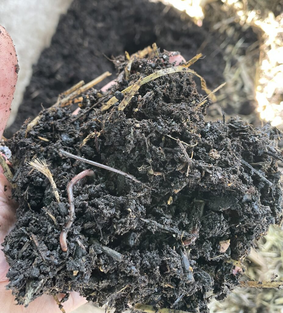 Composting worms living in moist organic material inside the Delta Worms breeding bed