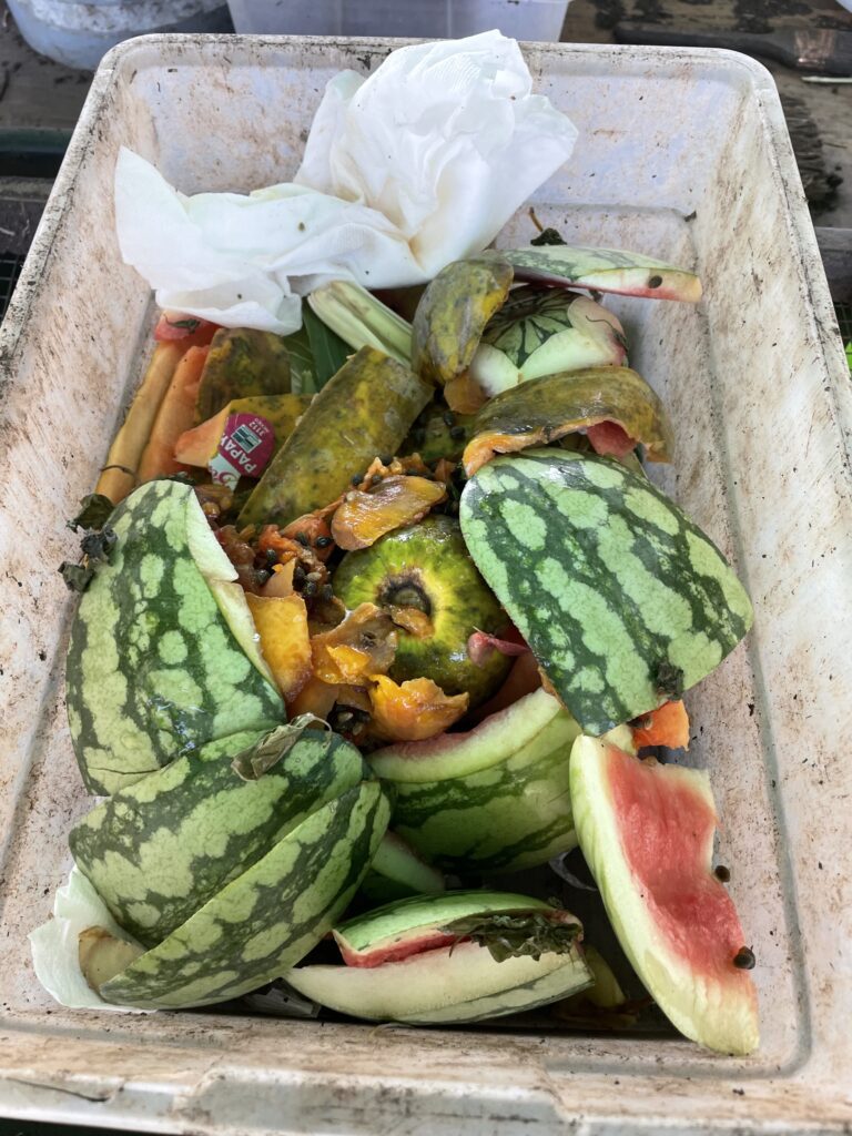 Composting worms living in moist organic material inside the Delta Worms breeding bed