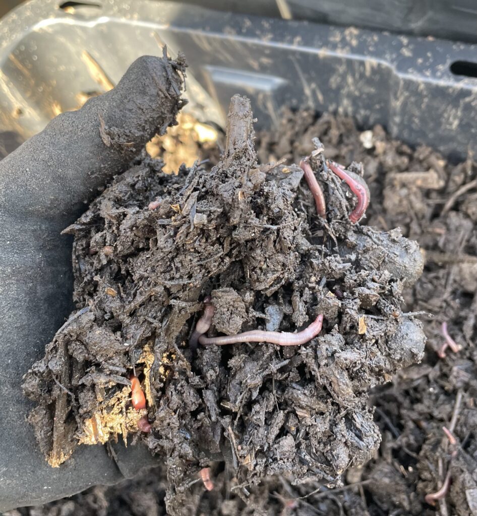 Gloved hand holding composting worms among pieces of decomposing woody bedding.