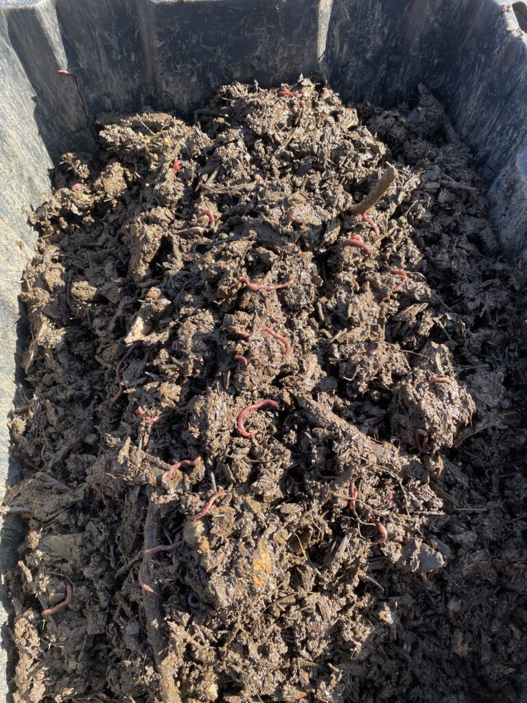 Red composting worms spread throughout woody bedding in a black tray.