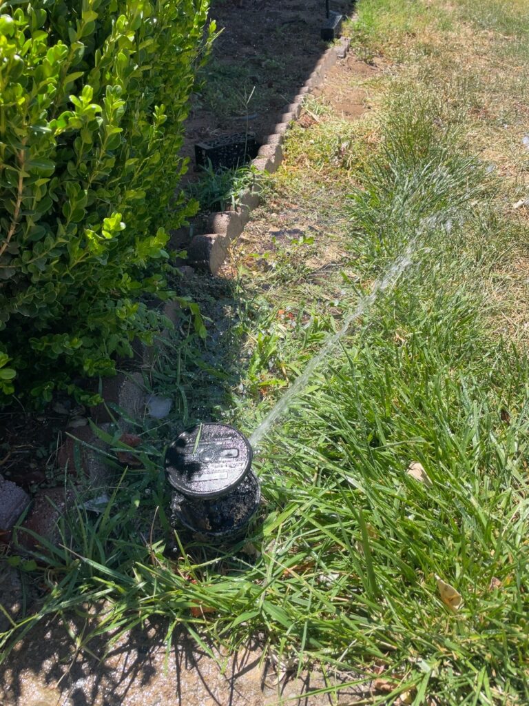Sprinkler watering a dry lawn as part of a backyard lawn restoration project.