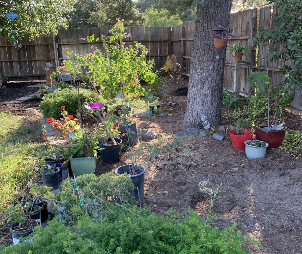 Backyard flower garden with established plants and potted plants waiting to be planted