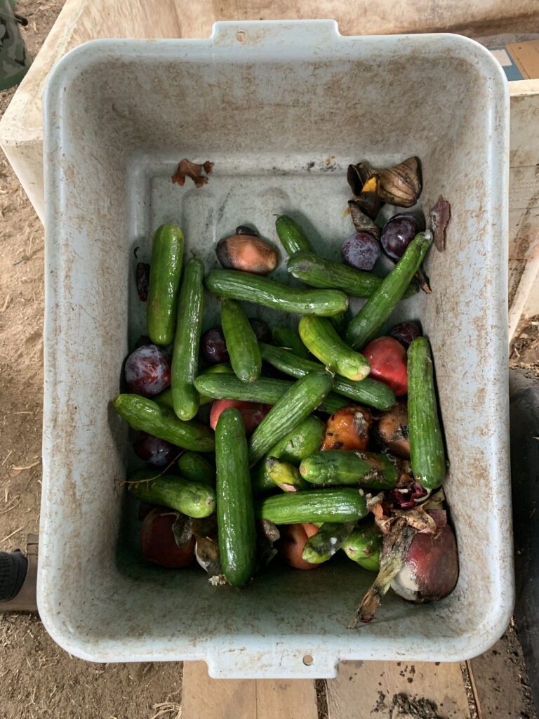 Tray of cucumbers and overripe fruit ready for pre-composting at Delta Worms.