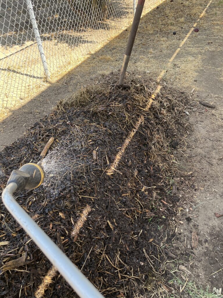 Water spraying from a hose nozzle onto mulch and darker material in the worm rick.