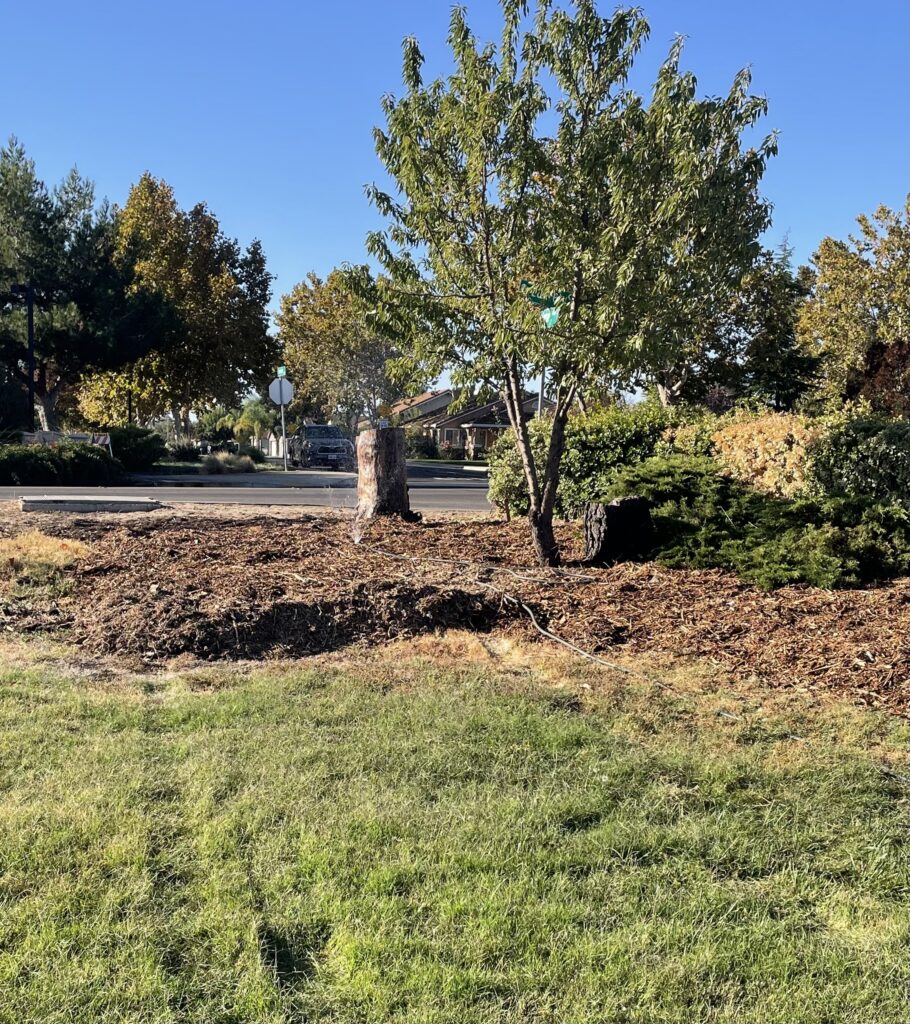 Rose garden area with exposed soil, dry grass, a tree, and a large stump before mulching.