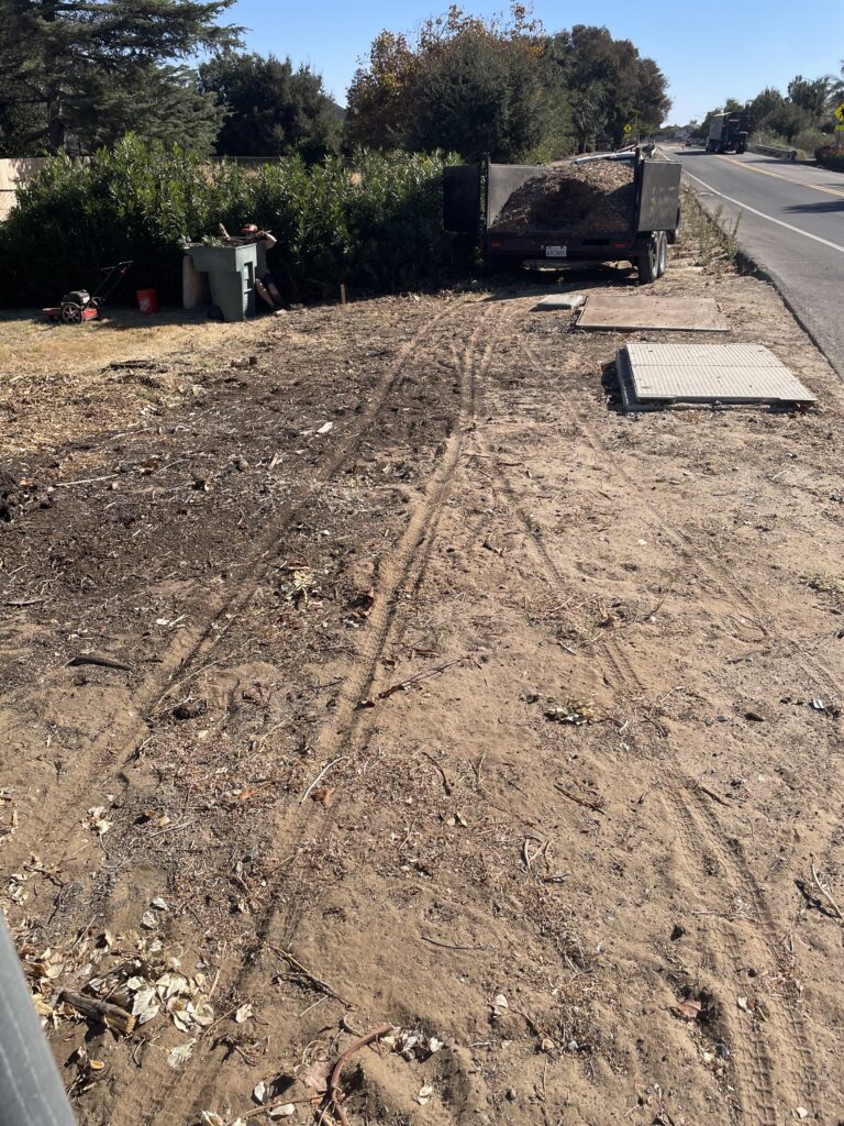 View across a grassy area toward a tree, stumps, and partially mulched ground at the rose garden site.